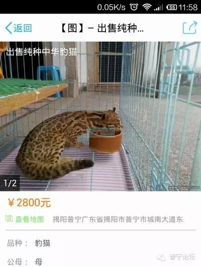 「求证」普宁流沙有人卖“怪猫”一只两千八，你信吗？