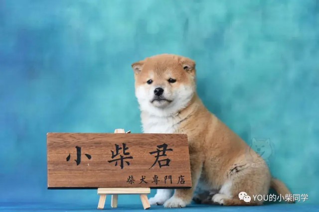 如何挑选品质优良的柴犬有哪些小技巧