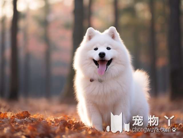 萨摩耶犬的出处？