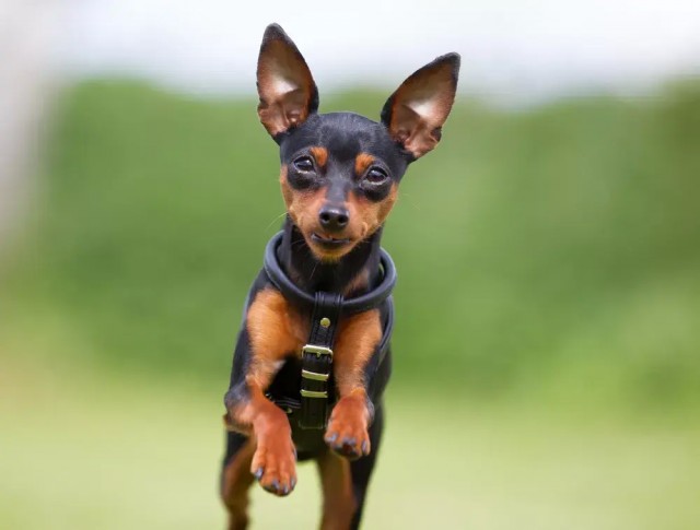 全世界最小的11种狗，中国狗榜上有名